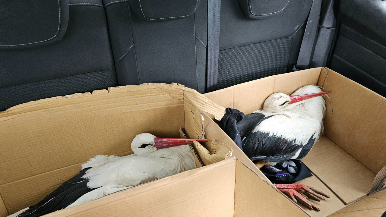 Göç eden leylekleri vurdular