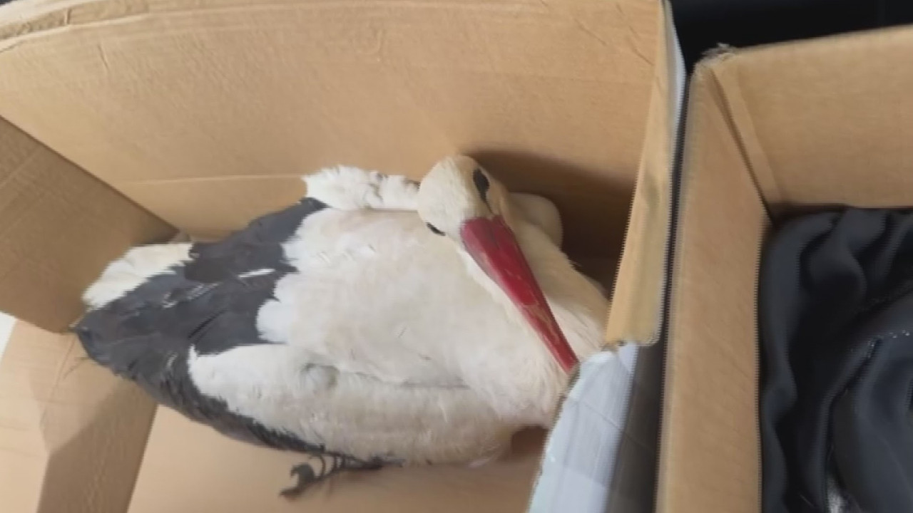 Göç eden leylekleri vurdular