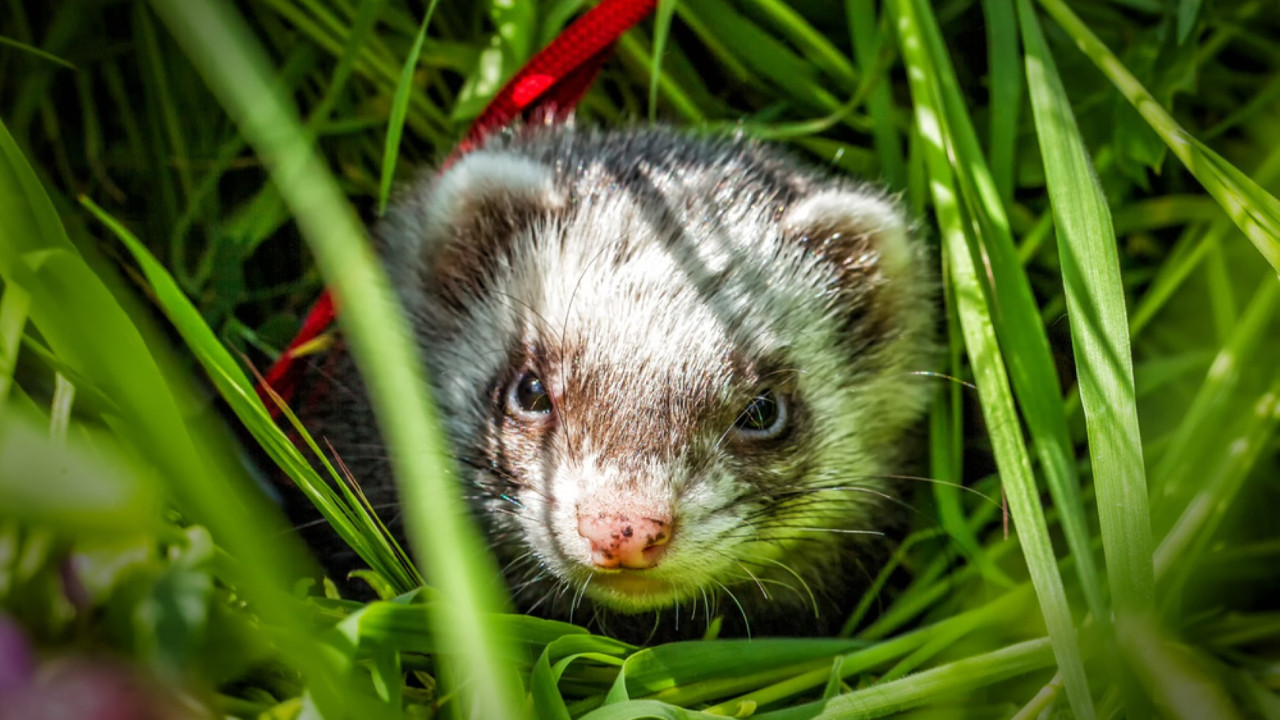 Dünyada bir ilk: Adayı istilacı türden tamamen arındırdılar