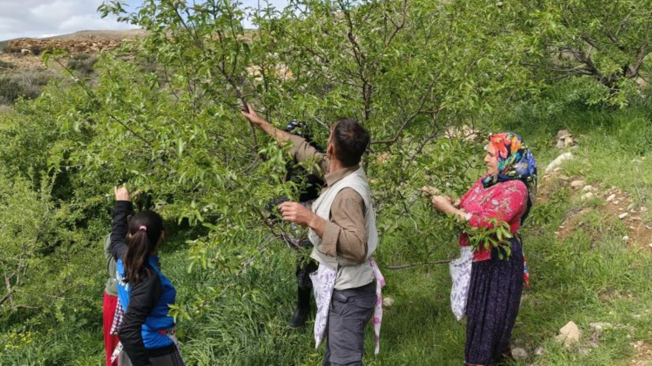 Hasat erken başladı: Kilosu 150 TL’den satılıyor