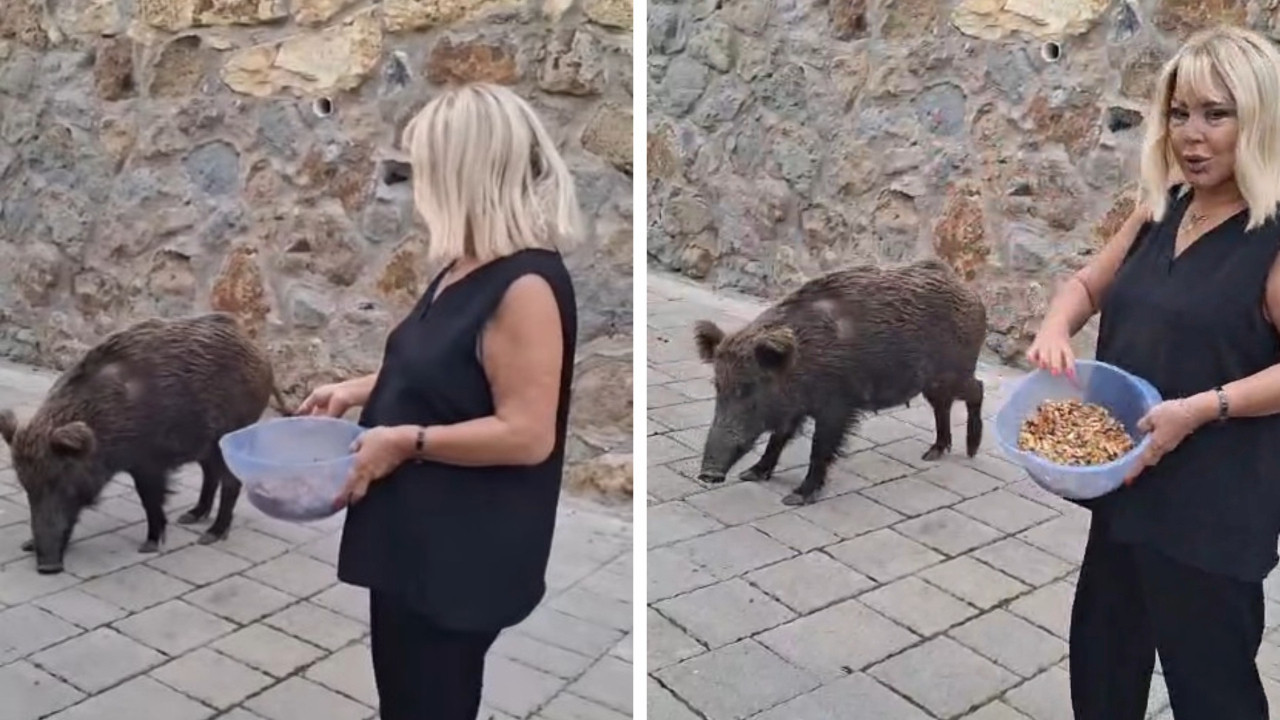 Safiye Soyman kapısına dayanan domuzu elleriyle besledi