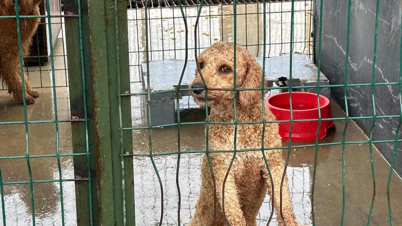 Çiftlik baskınında 88 köpek kurtarıldı