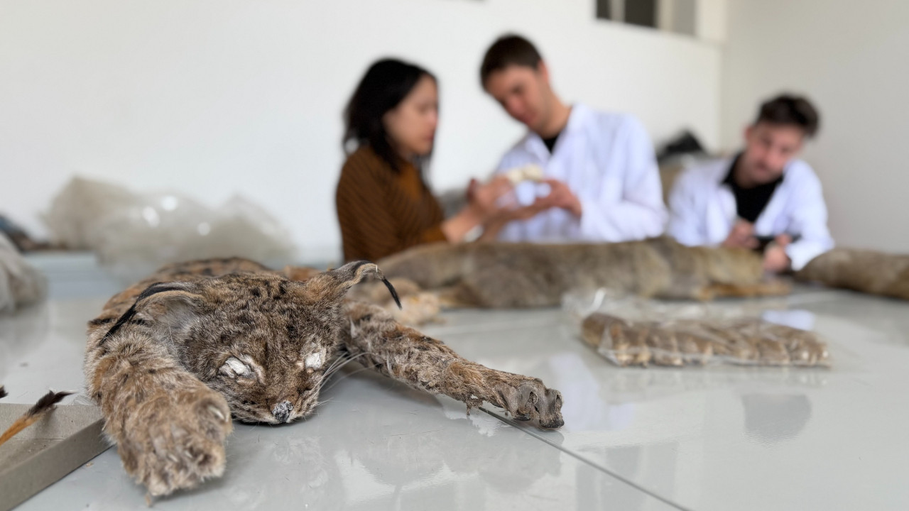 Doğada ölü bulunan hayvanlar üzerinde genetik inceleme