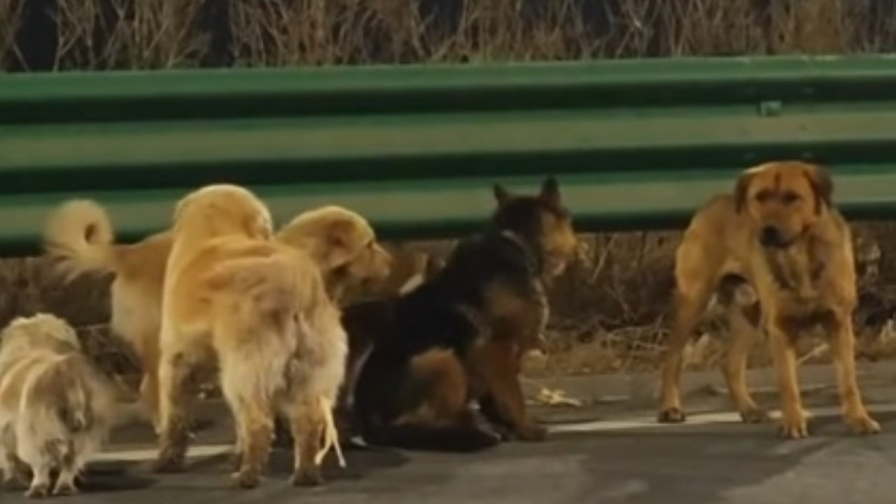 Kayıp köpek çetesinin macerası, sosyal medyanın en popüler videosu oldu