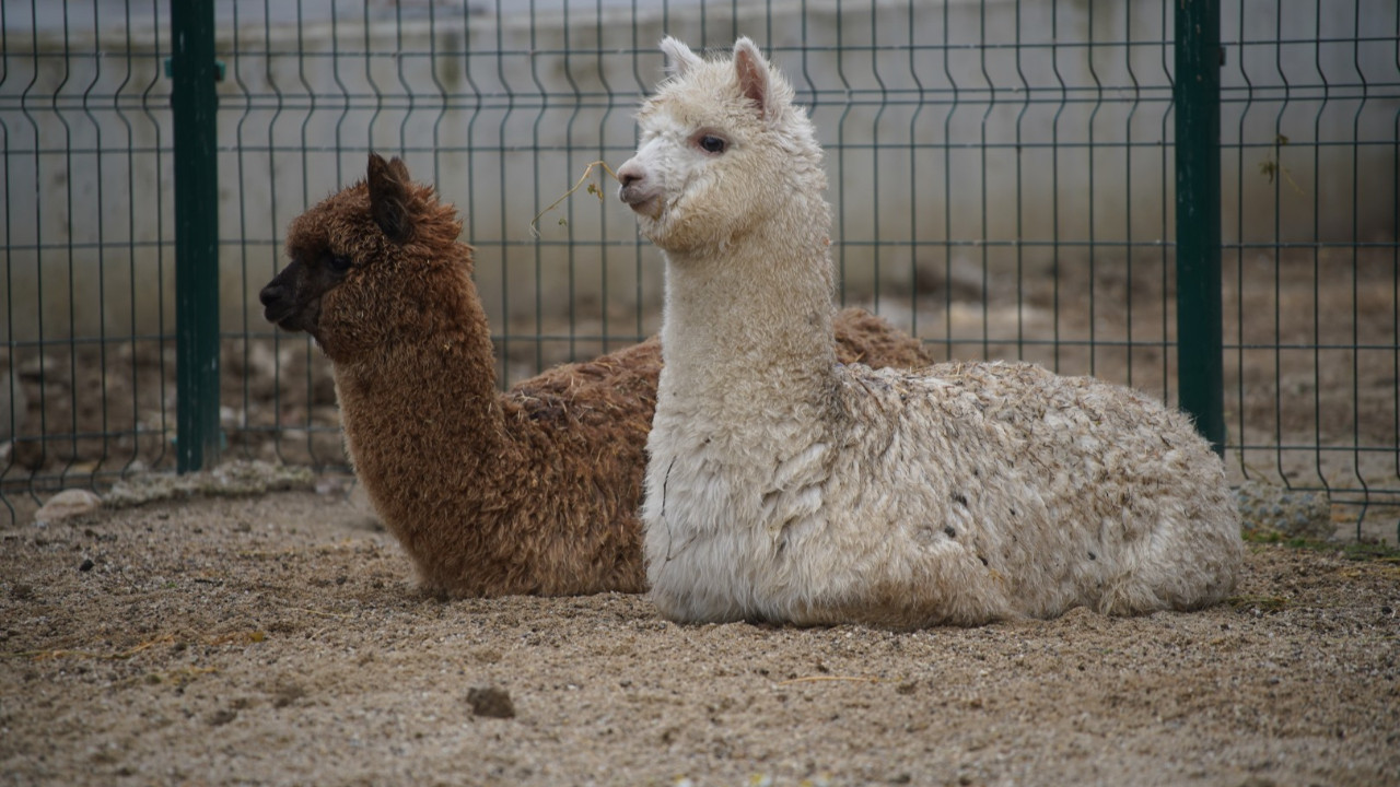Sınırda yakalandılar