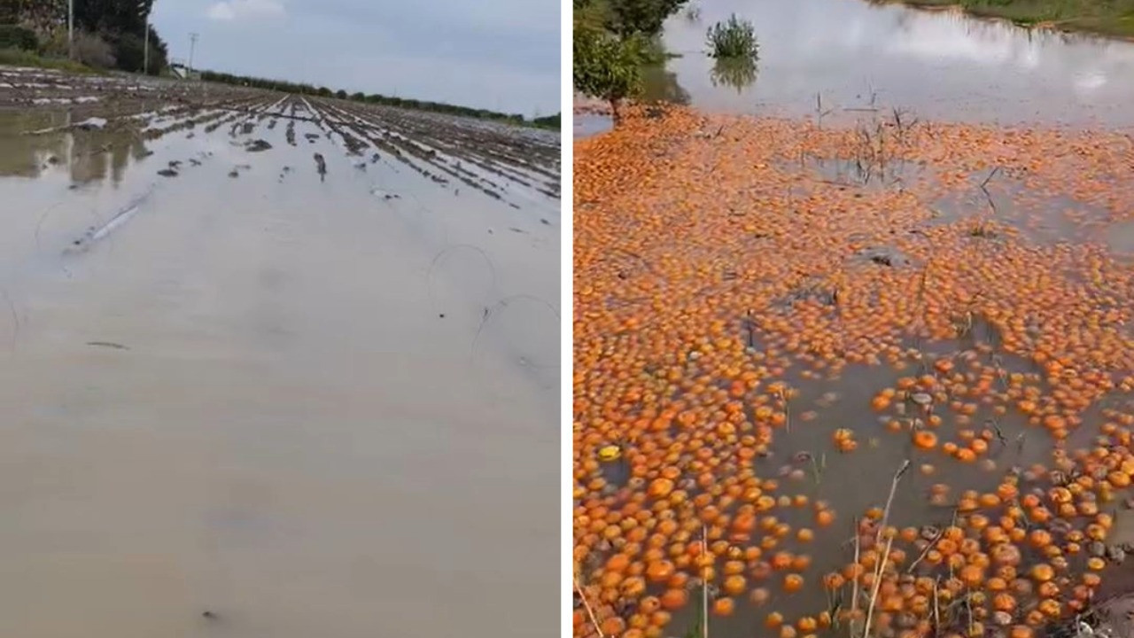 Tarım arazileri su altında kaldı: Yeniden ekim yapılacak