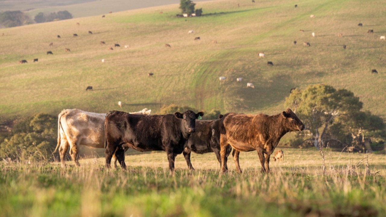 Hayvanlarda hastalık baş gösterdi, buğday ithalatını yasakladılar