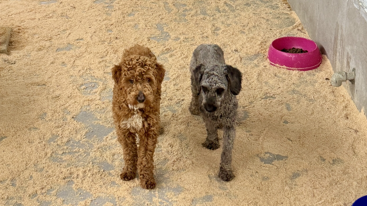 Köpek üretim çiftliğine milyonluk ceza