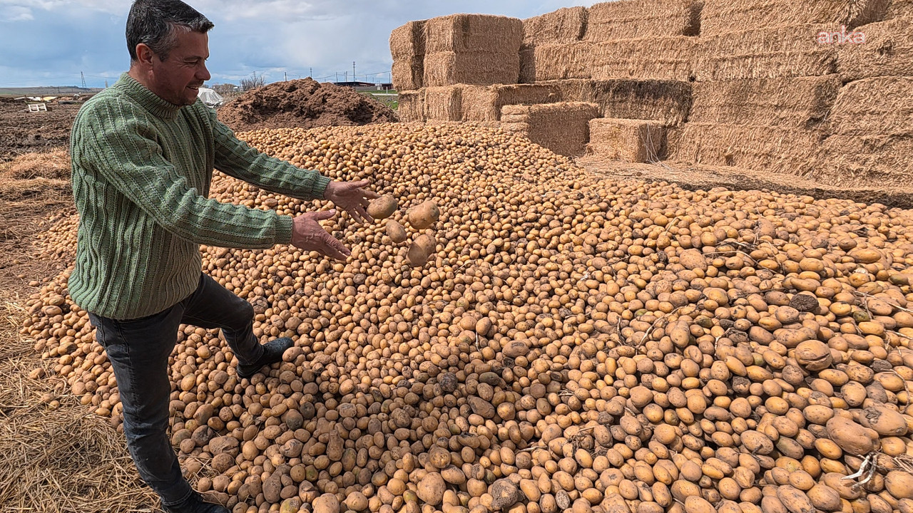 Raflarda 25 TL'ye satılıyordu, ineklere yem oldu