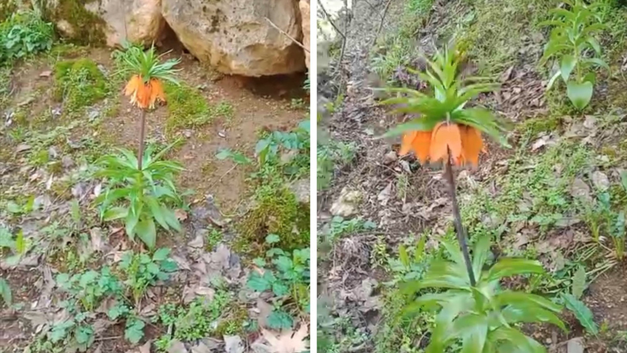 Ters laleler açtı: Koparan ikinci el araba parası ödeyecek