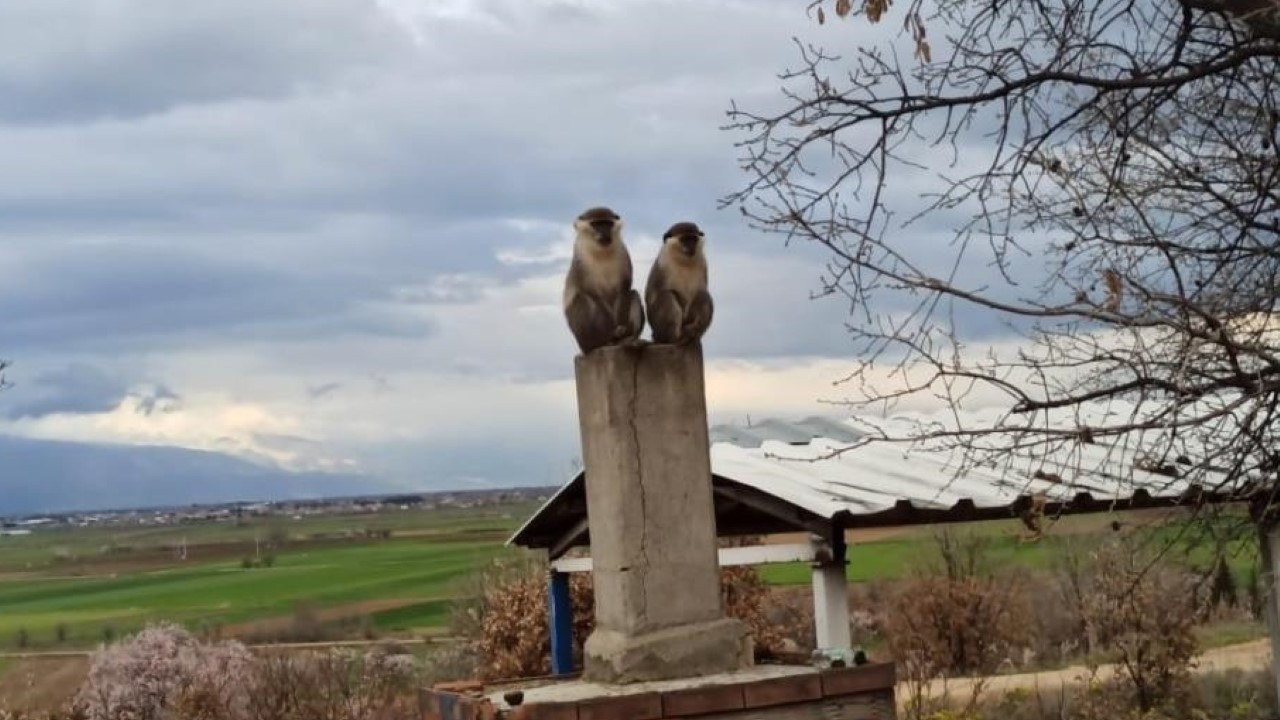 Arıcı şaşkına döndü: Kovan kontrolünde maymun sürprizi