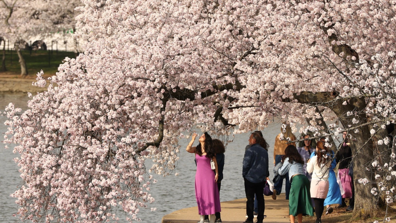 Kiraz çiçekleri büyüledi, ortaya kartpostallık görüntüler çıktı