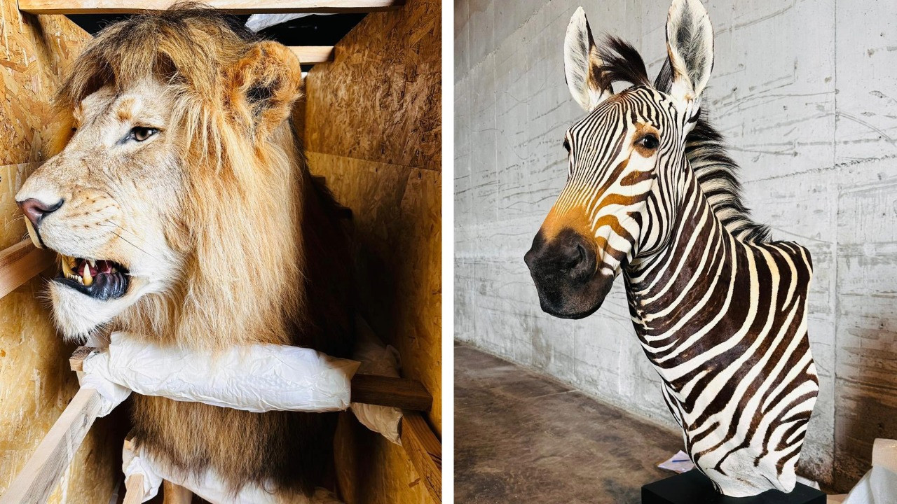 Trabzon'da ele geçirildi, hepsine el konuldu