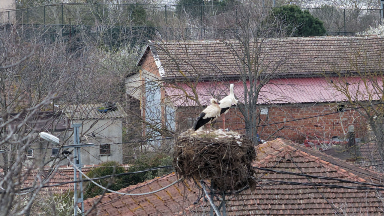 Afrika'dan göç eden leylekler İstanbul'a ulaştı