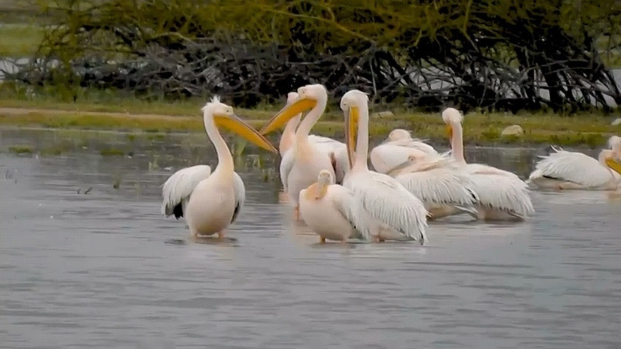 Göç yolundaki pelikan sürüsü Boğazköy Barajı’nda görüntülendi