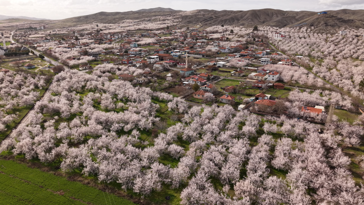 Kayısı başkentinde 9 milyon ağaçlık görsel şölen