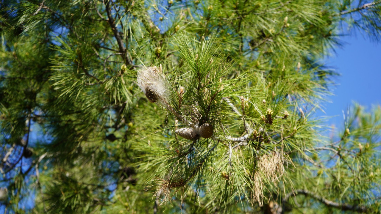 Masum gibi görünüyor ama… Teması ciddi sonuçlar doğurabilir