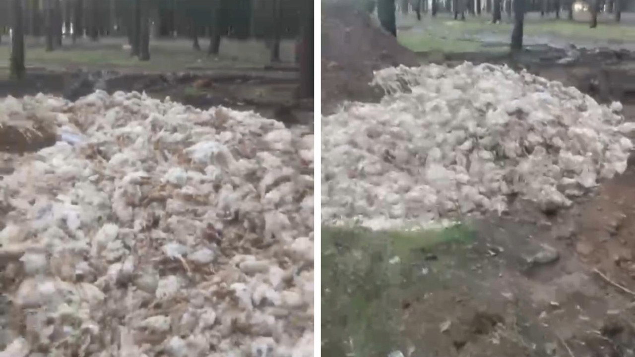 Tarsus’ta korkunç görüntü: Ölü tavuklar doğaya atıldı