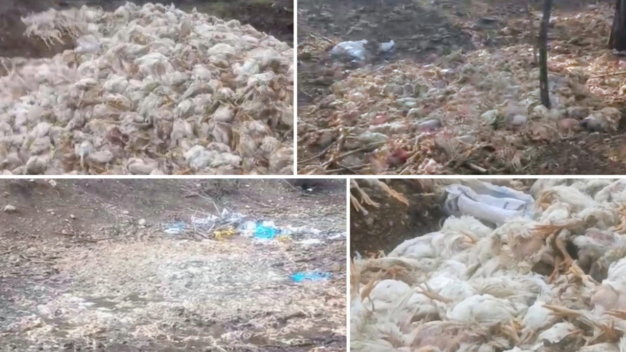 Yüzlerce tavuk ölüsü ormana atıldı