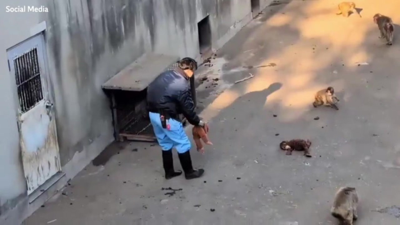 Punch'tan duygusal anlar: Annesi olarak gördüğü oyuncağın peşinden koştu