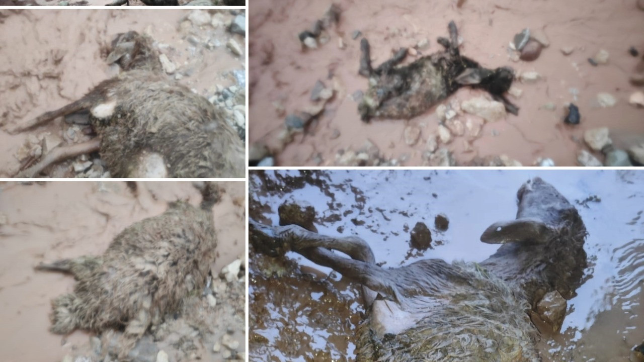 Sel göçerleri vurdu: Hayvanlar öldü, çadırlar sular altında kaldı