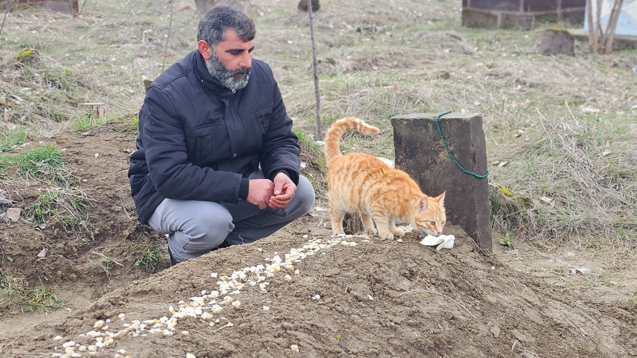 10 yıl baktığı kediler, ölümünden sonra da mezarının başında nöbet tutuyor