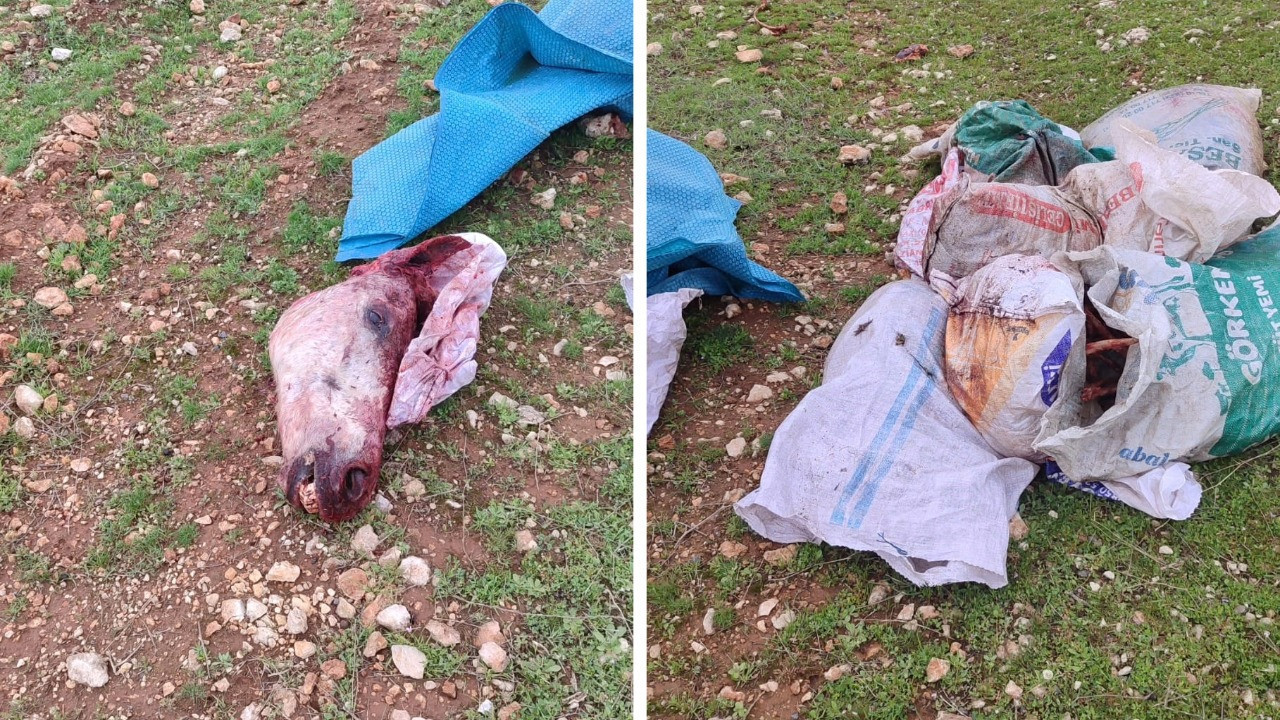 Akılalmaz olay: Tarlada kesilmiş at başı bulundu