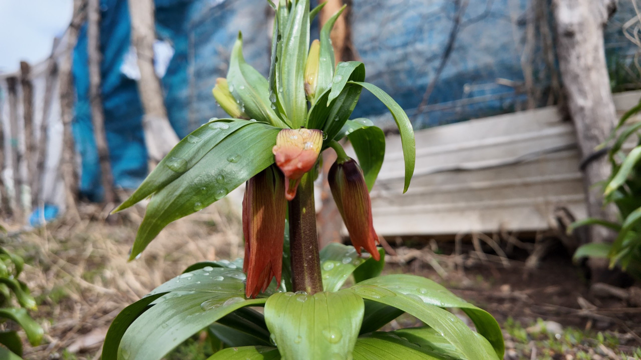 Gören hayran kalıyor, koparan pişman oluyor