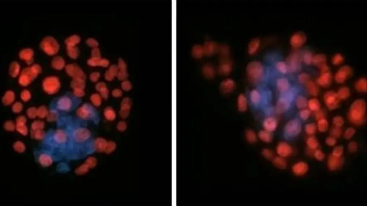 Uzayda bebek yapmak mümkün mü? Spermleri 'engel parkuru'na koydular, sonuçlar şaşırttı