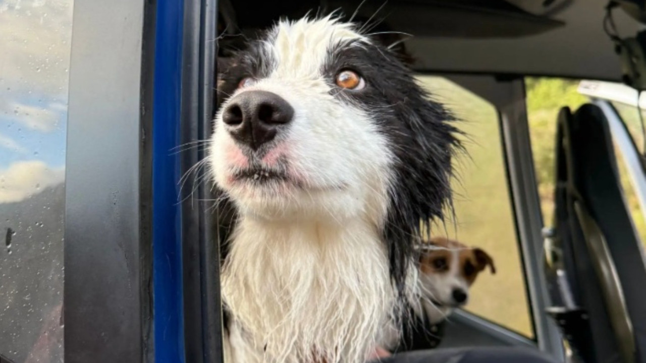 Bağış yağmıştı: Yaralı sahibini arayan köpeğin mucize kurtuluşu