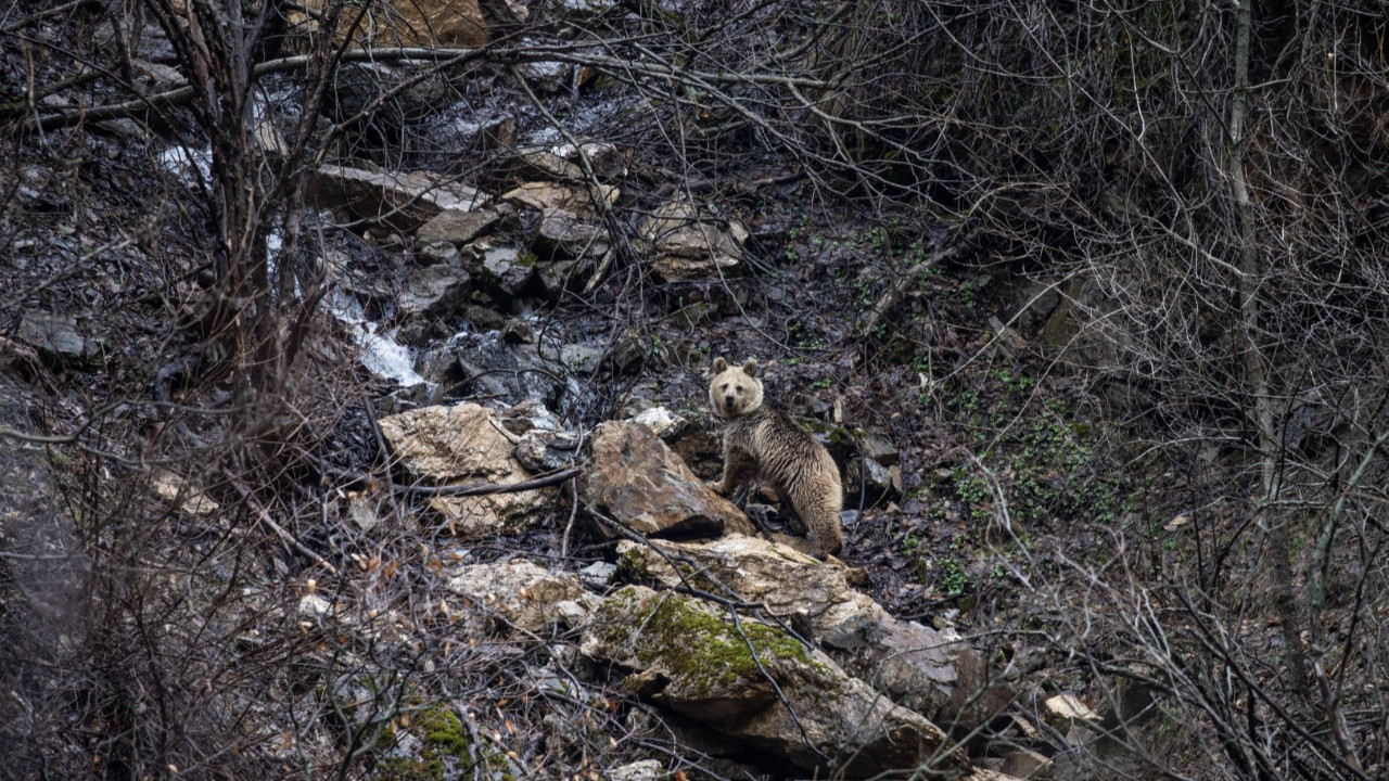 Munzur’da yabani misafirler: Kameralara böyle yansıdılar