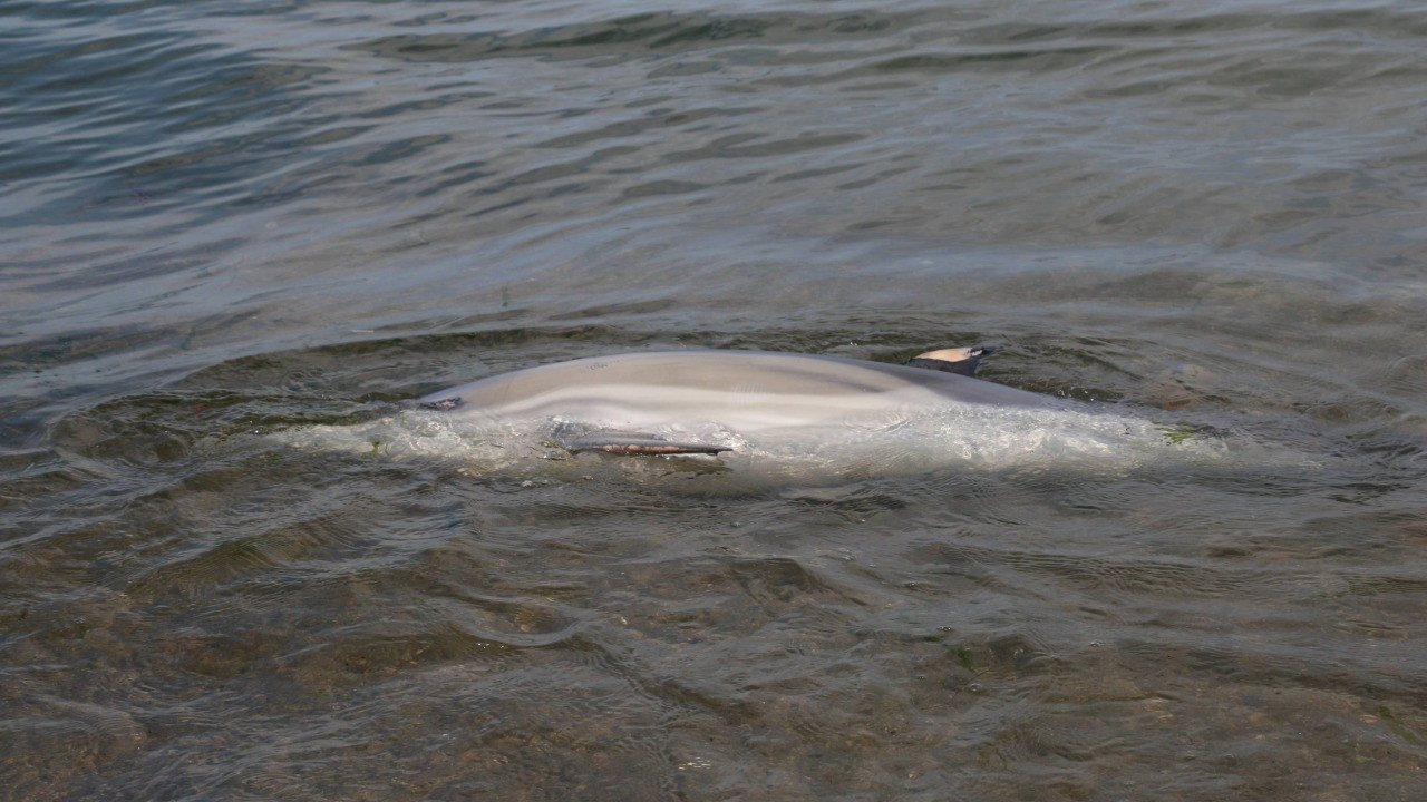 Ölü yunus sahile vurdu