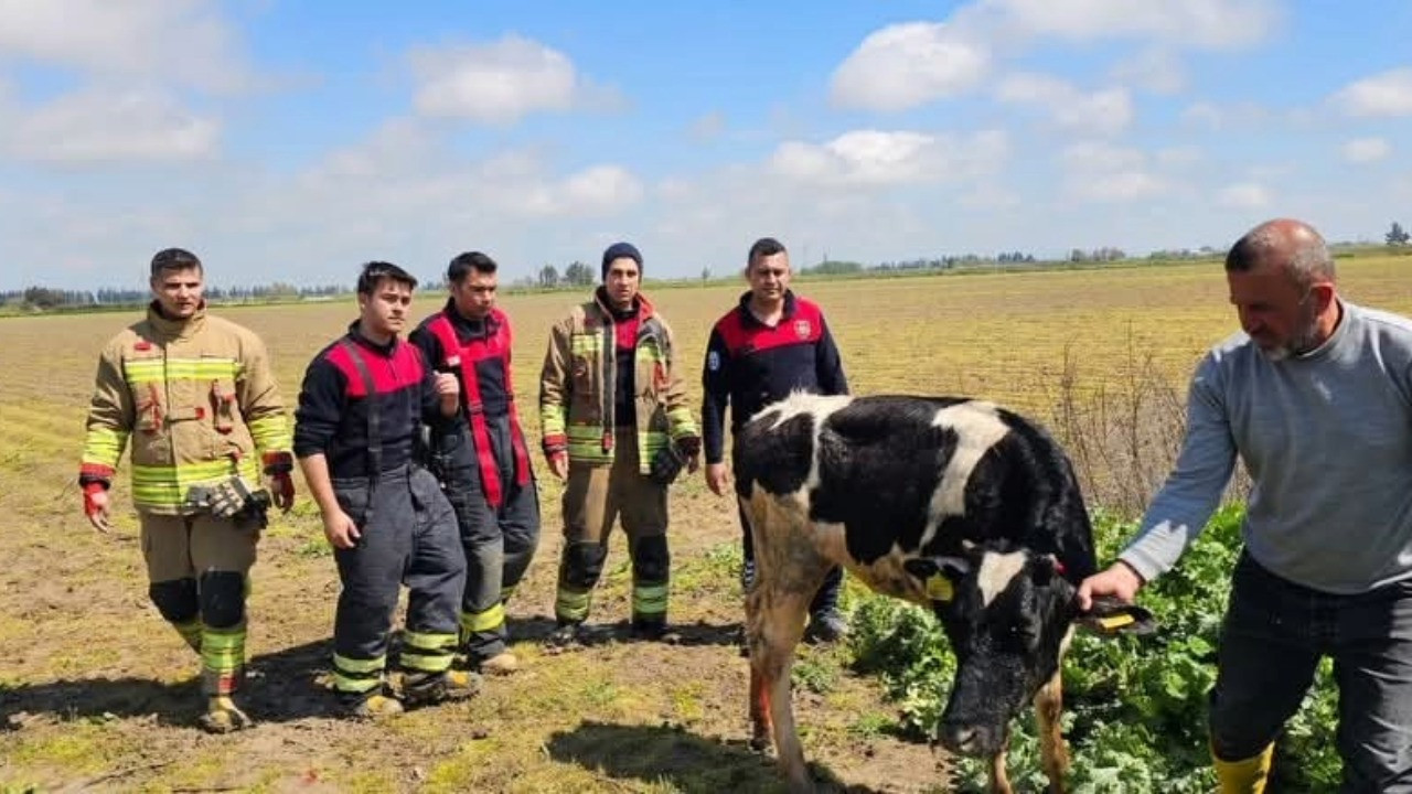 Su kanalına düşen inek için seferber oldular