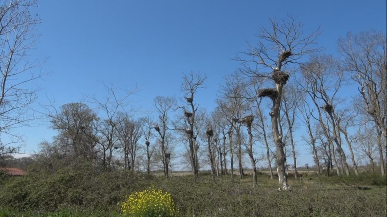 “Leylek apartmanları” ziyaretçileri büyülüyor