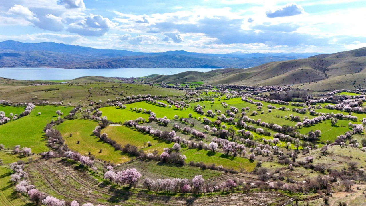 Tunceli'de 'baharın müjdecisi' çiçek açtı