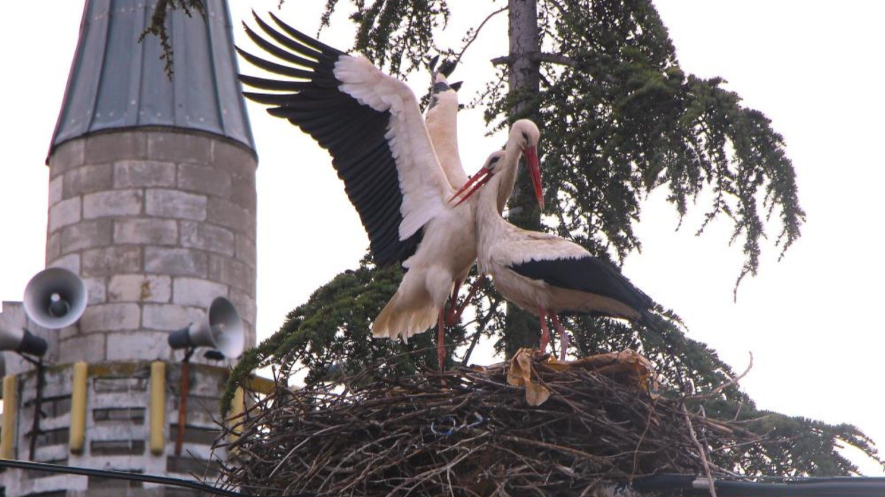 Bu köyde leylekleri rahatsız etmek yasak