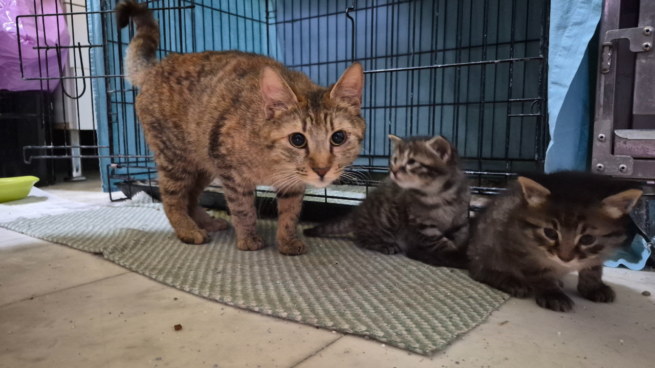 Hamile kedi veterinere sığındı