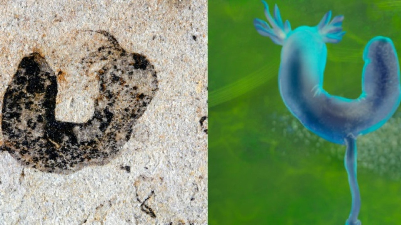 Yaşamın erken dönemine dair büyük gizemi aydınlatan keşif