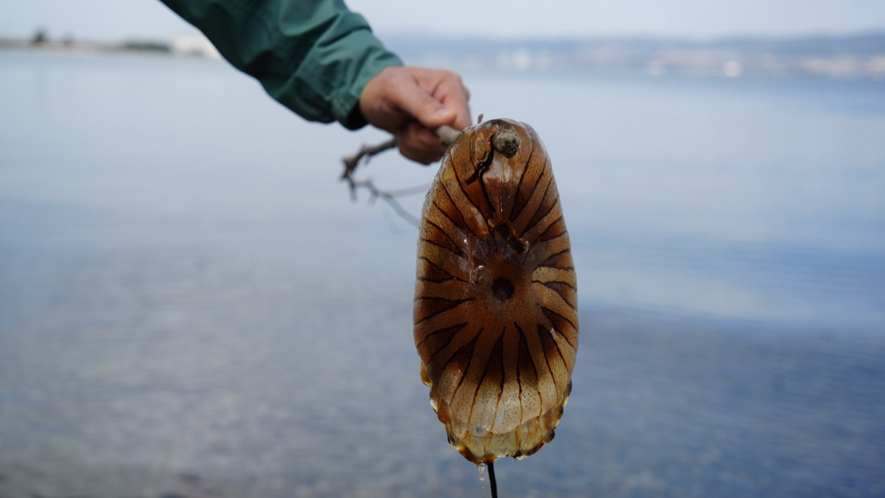 Denizde bu türü görürseniz sakın yaklaşmayın, dokunmayın, tatlı suyla yıkamayın
