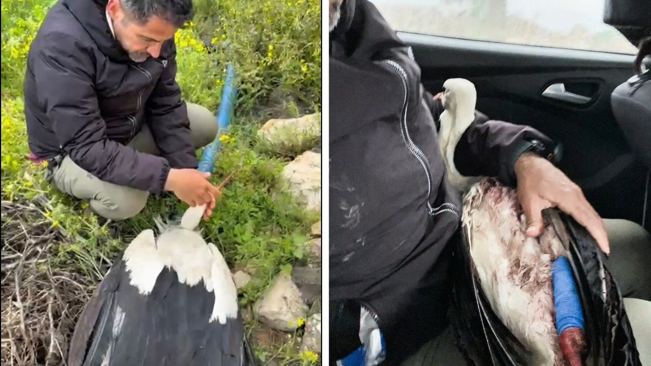 Hatay’da göç yolundaki leylek vuruldu: Yaralı kuş tedavi altına alındı