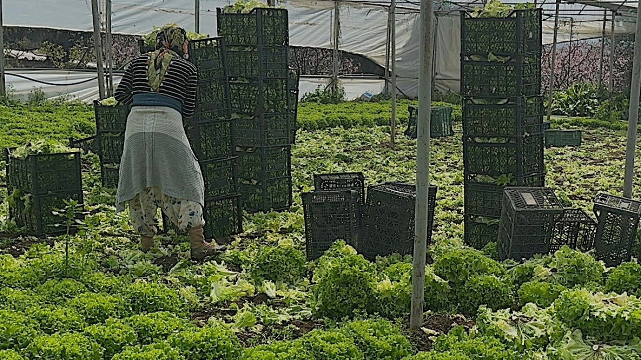 Geçen sene ağlatmıştı: Bu yıl fiyatı yükseldi