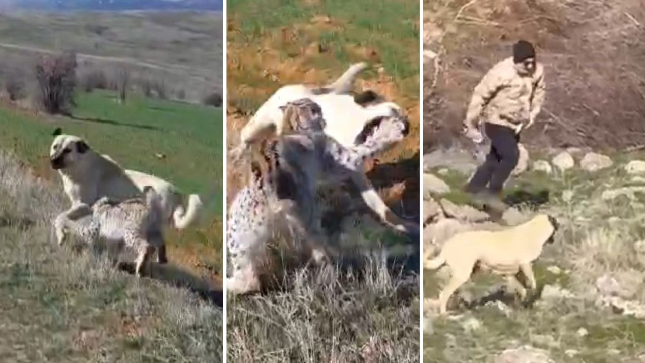 Malatya'da vaşak-köpek kavgası