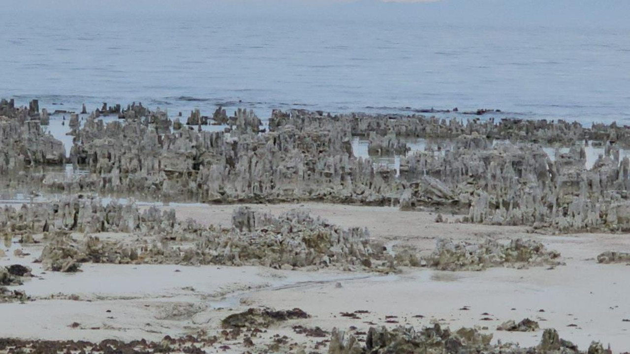 Su çekildikçe ortaya çıktı: Van Gölü mikrobiyalit tarlasına döndü