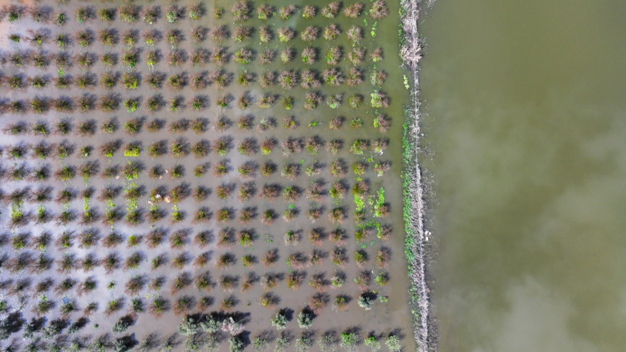 Üretici zamanla yarışıyor: Tarlada endişe yaratan görüntü