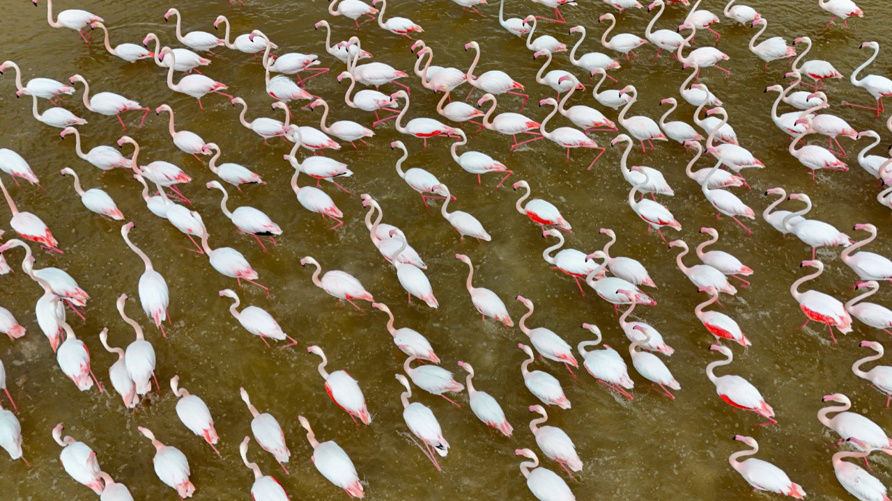 Flamingolar göç mevsimiyle yeniden Ankara'da