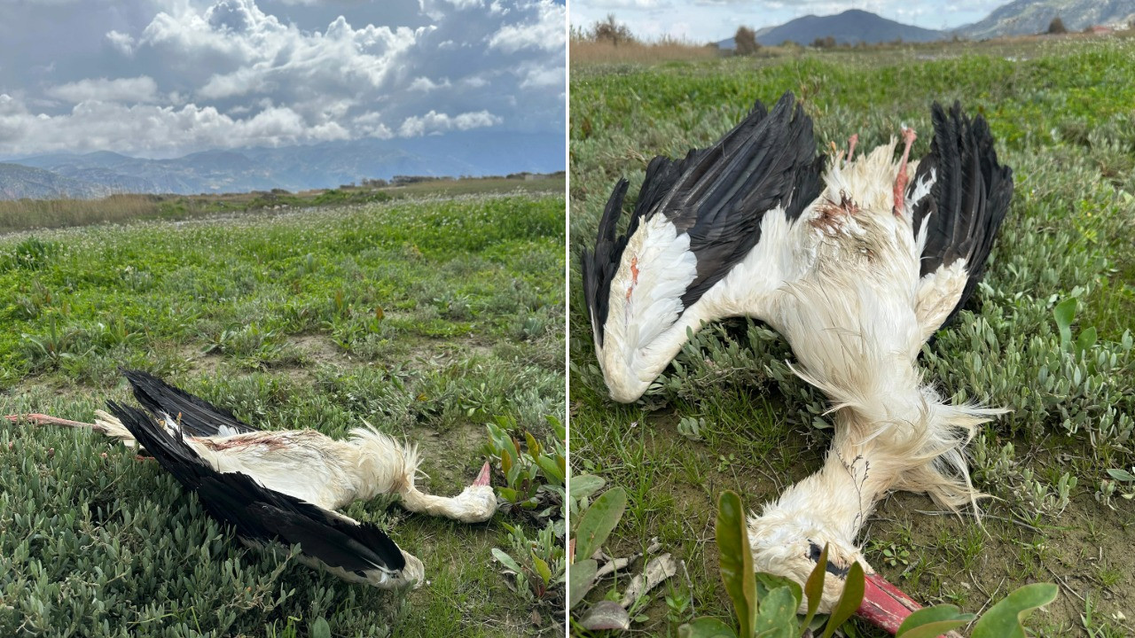 Göç yolundaki leylekleri tüfekle vurdular