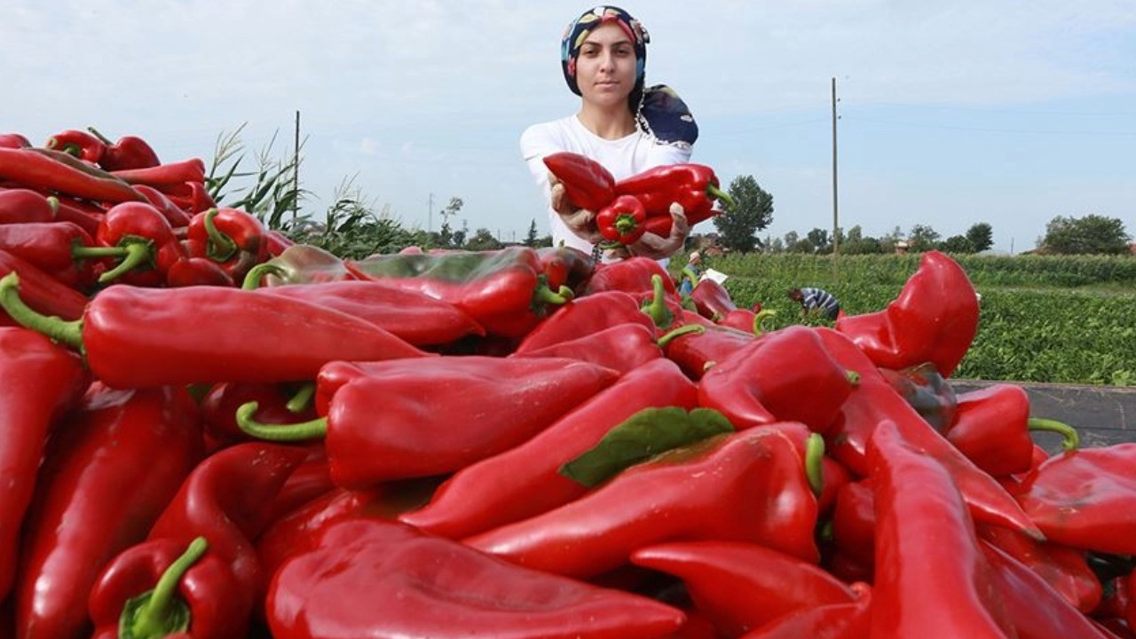 Adana'da 7 TL alınan biber Diyarbakır'daki markette 199,99 TL oldu