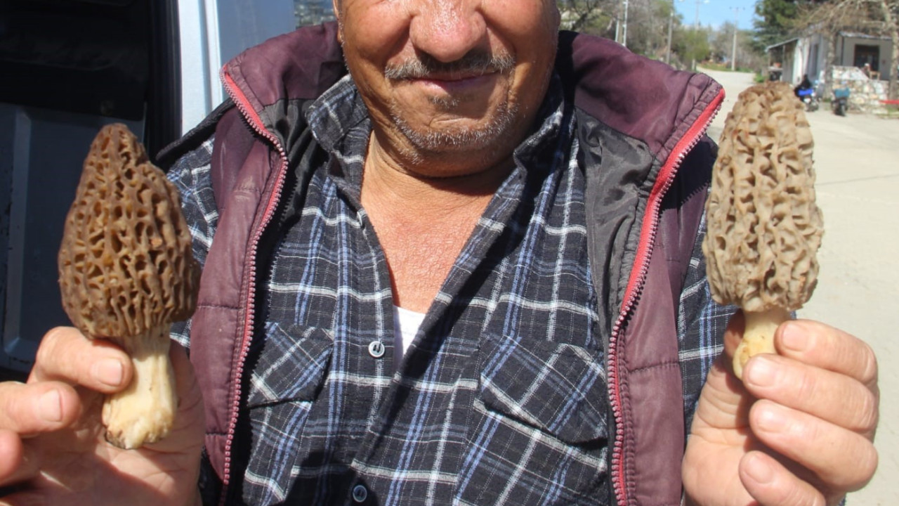 Doğada kendiliğinde yetişiyor: Toplayıp bin liraya satıyorlar