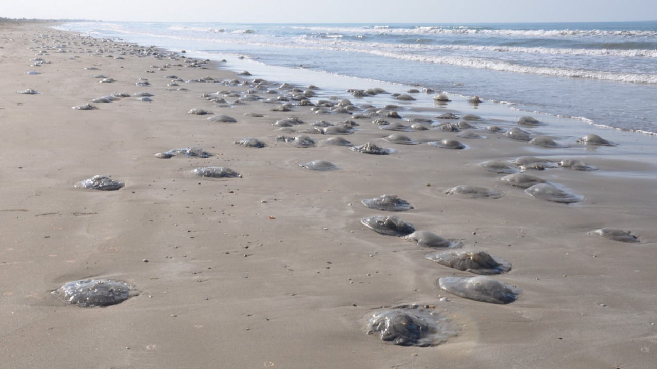 Mersin sahillerinde göçmen denizanası yoğunluğu: Kıyıya vurdular