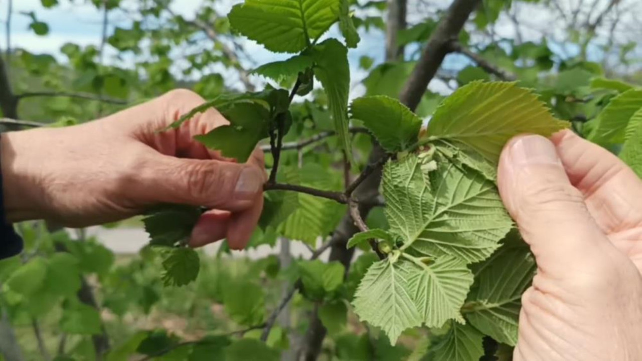 Çiftçiyi don değil, kokarca korkutuyor